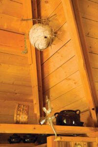 In Quietude: A Simple, Healing Mountain Cottage Image
